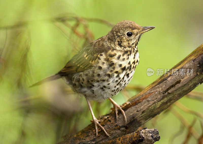 宋画眉（Turdus philomelos）